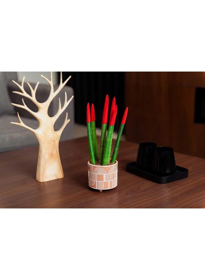 SGC Cement Pot Flower Pot Round Shape Color Orange Size 10.5 * 10.5 * 9.5 Cm. - Image 3