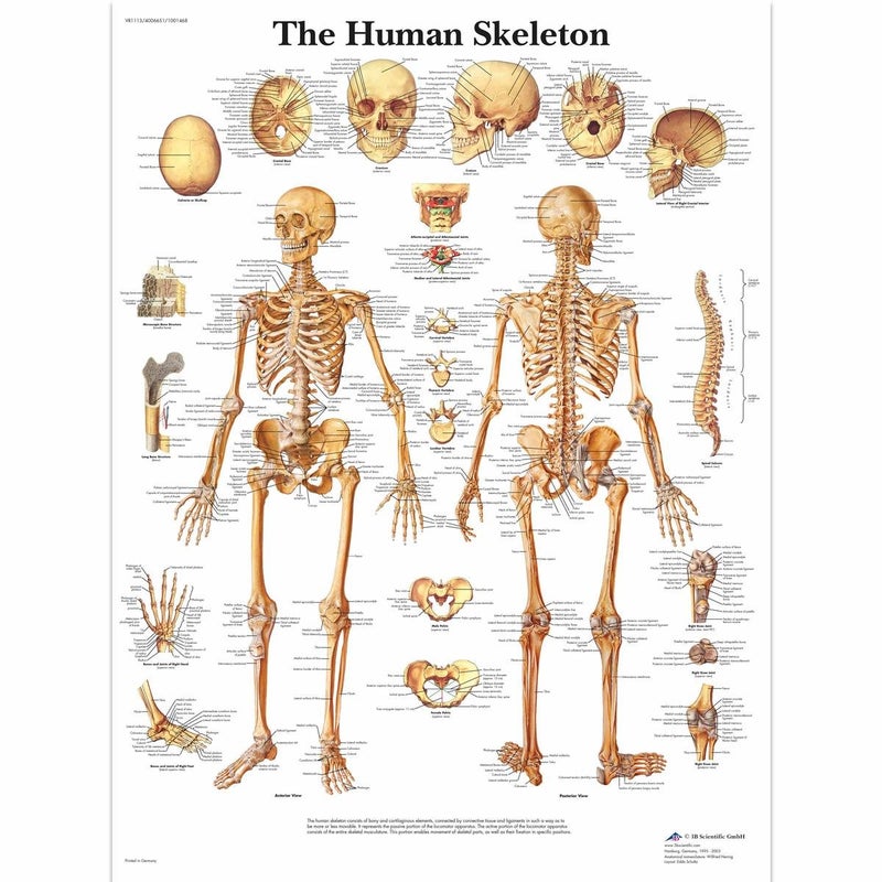 3B Scientific VR1113UU Glossy Paper Human Skeleton Anatomical Chart, Poster Size 20" Width x 26" Height - Image 4