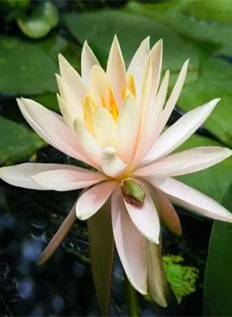 جي جوت 10 قطع من بذور اللوتس، الخيار الأفضل لتزيين حديقة المنزل، زهرة زنبق الماء تنضح برائحة ساحرة، زراعة بسيطة، مناسبة للمبتدئين - Image 2