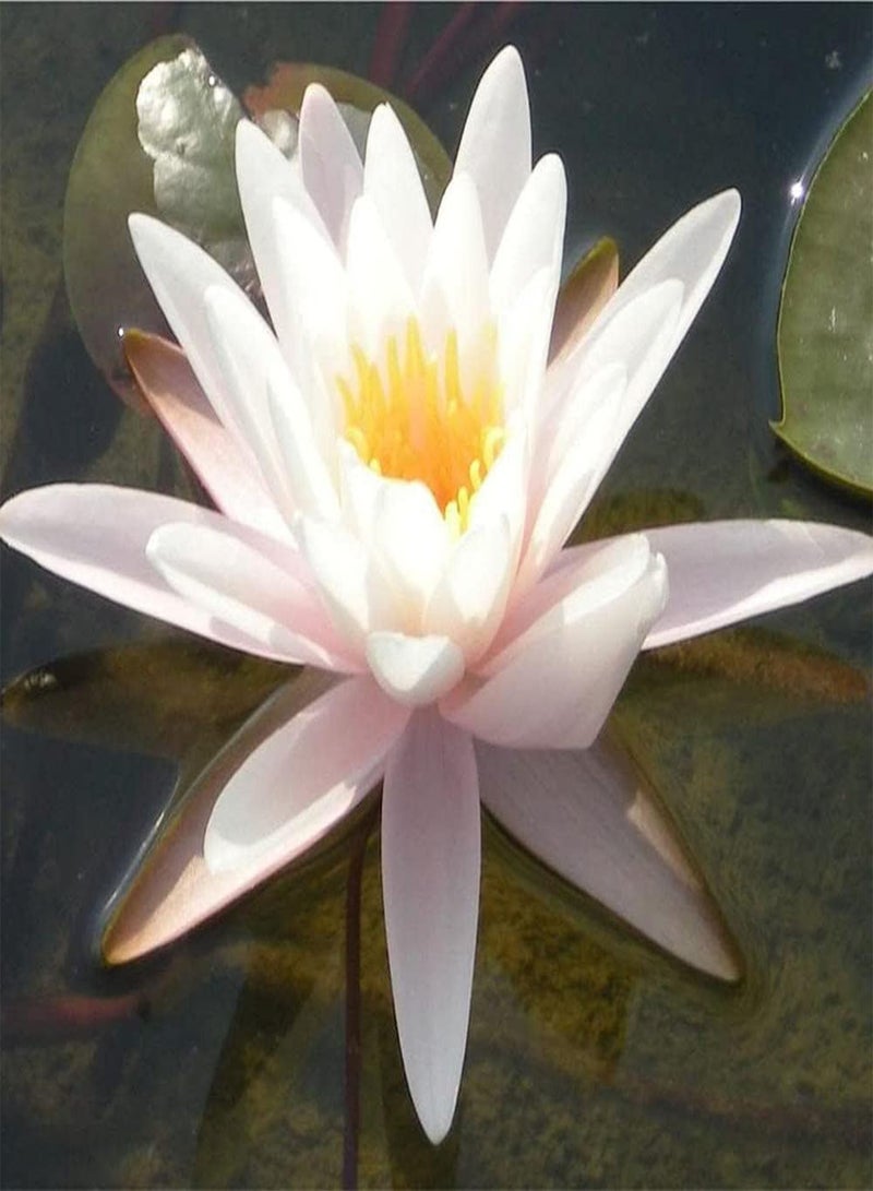 جي جوت 10 قطع من بذور اللوتس، الخيار الأفضل لتزيين حديقة المنزل، زهرة زنبق الماء تنضح برائحة ساحرة، زراعة بسيطة، مناسبة للمبتدئين - Image 1