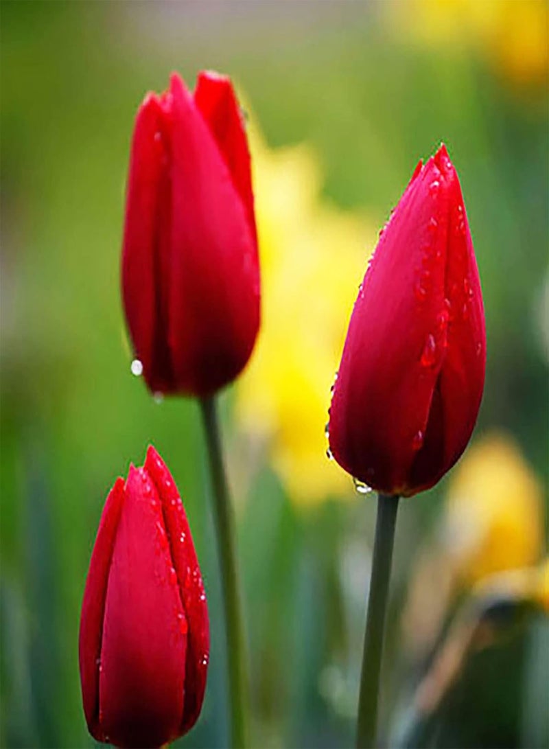200Pcs Floral Plants Seeds Pack Easy to Germinate Outdoor Landscaping Mixed Tulip Seeds for Home Red 1size
