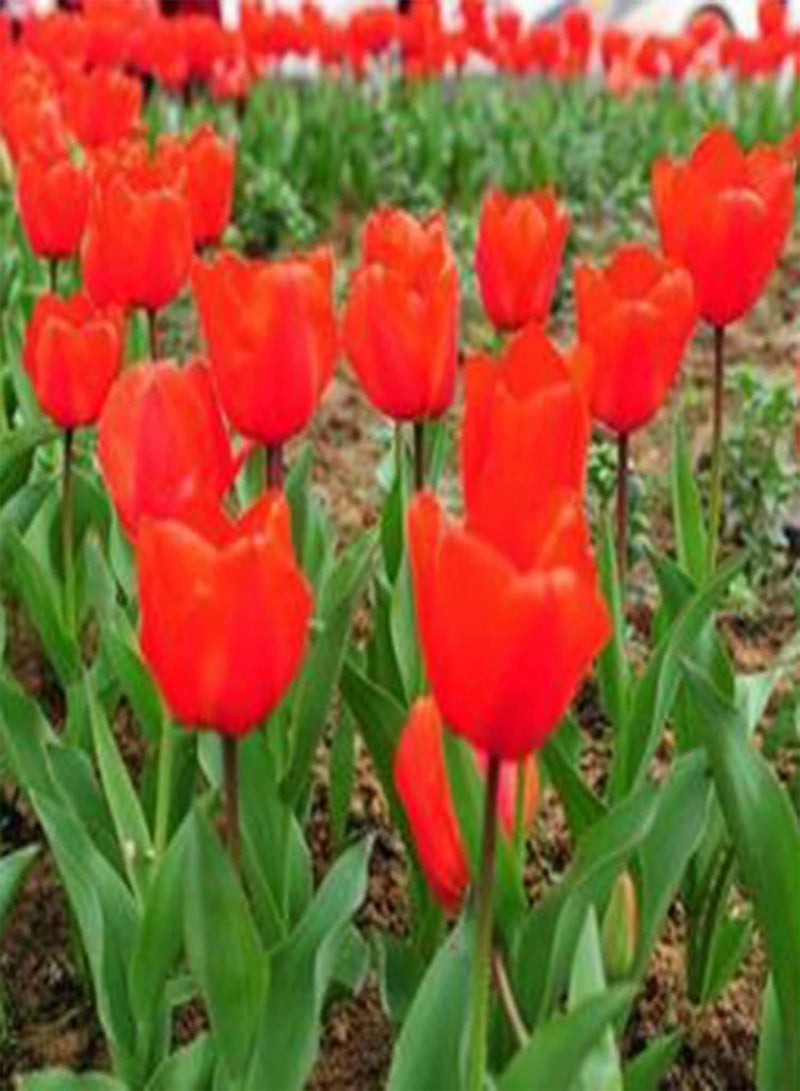 200Pcs Floral Plants Seeds Pack Easy to Germinate Outdoor Landscaping Mixed Tulip Seeds for Home Red 1size