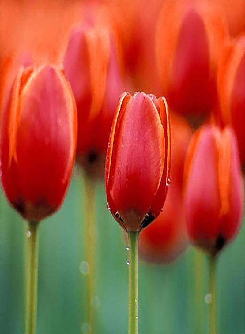 200Pcs Floral Plants Seeds Pack Easy to Germinate Outdoor Landscaping Mixed Tulip Seeds for Home Red 1size
