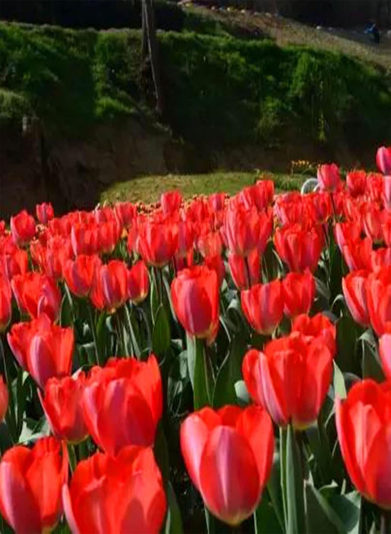 200Pcs Floral Plants Seeds Pack Easy to Germinate Outdoor Landscaping Mixed Tulip Seeds for Home Red 1size