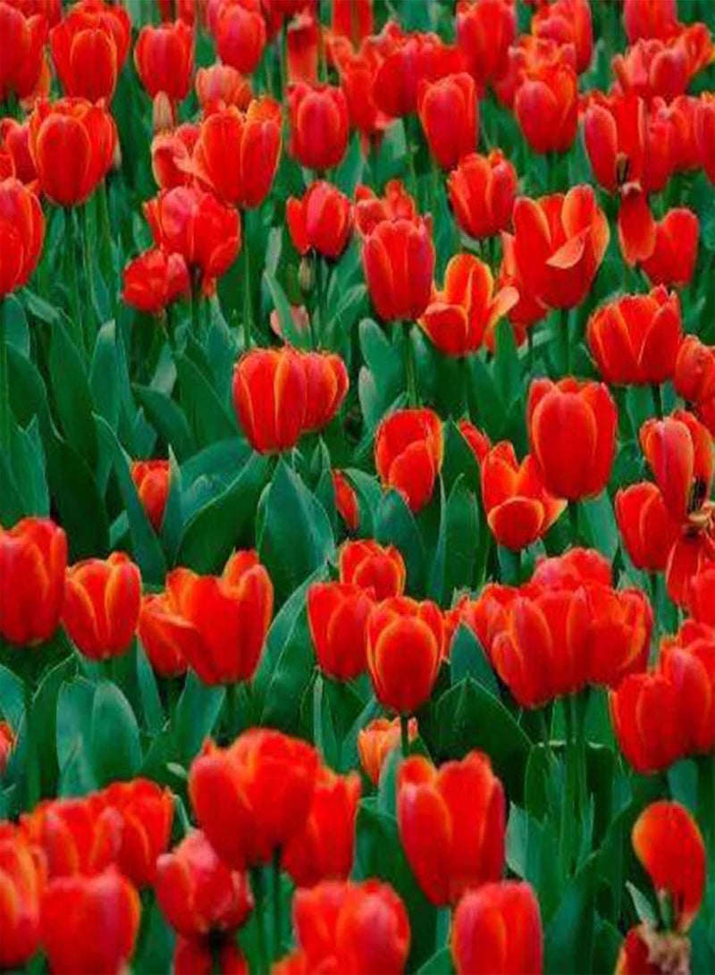 200Pcs Floral Plants Seeds Pack Easy to Germinate Outdoor Landscaping Mixed Tulip Seeds for Home Red 1size