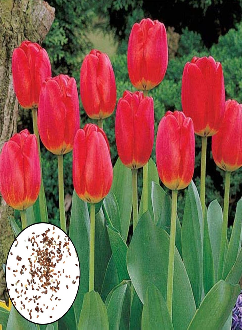 200Pcs Floral Plants Seeds Pack Easy to Germinate Outdoor Landscaping Mixed Tulip Seeds for Home Red 1size