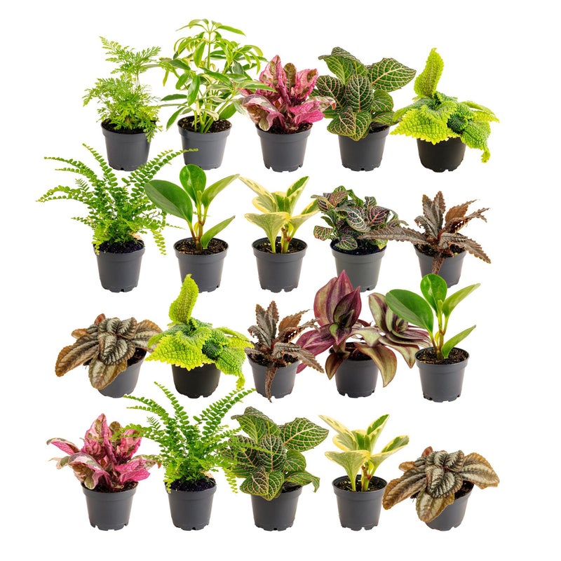 Costa Farms Mini Live Indoor Houseplants (20-Pack), Starter Plants in Nursery Pots, Assorted Foliage Mix (Varieties May Vary), Bulk Tiny Plants for DIY Terrariums, Party Favors, and Home Office Decor - Image 1