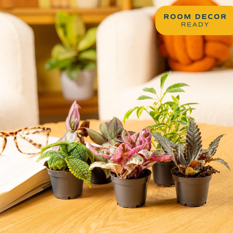 Costa Farms Mini Live Indoor Houseplants (20-Pack), Starter Plants in Nursery Pots, Assorted Foliage Mix (Varieties May Vary), Bulk Tiny Plants for DIY Terrariums, Party Favors, and Home Office Decor - Image 2