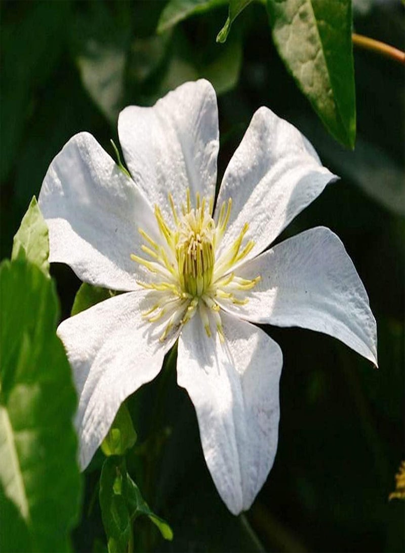 جي جوت 3 قطع من بذور نبات الكليمتيس الأبيض الأنيق الغامض مناسبة للزراعة في قطع مزهرة طويلة لتزيين حديقتك - Image 3