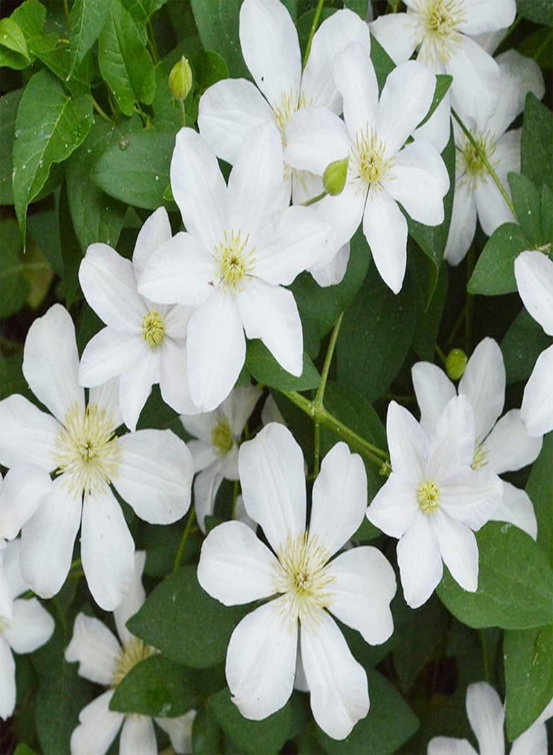 جي جوت 3 قطع من بذور نبات الكليمتيس الأبيض الأنيق الغامض مناسبة للزراعة في قطع مزهرة طويلة لتزيين حديقتك - Image 1