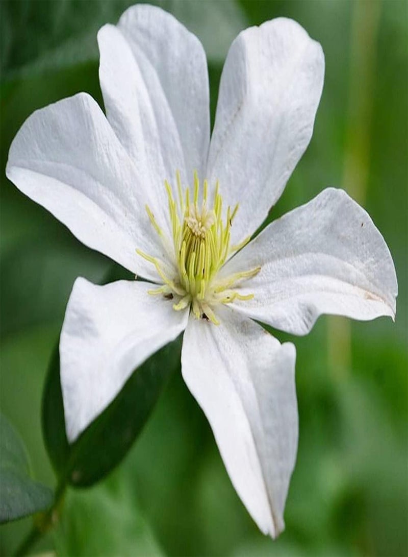 جي جوت 3 قطع من بذور نبات الكليمتيس الأبيض الأنيق الغامض مناسبة للزراعة في قطع مزهرة طويلة لتزيين حديقتك - Image 2