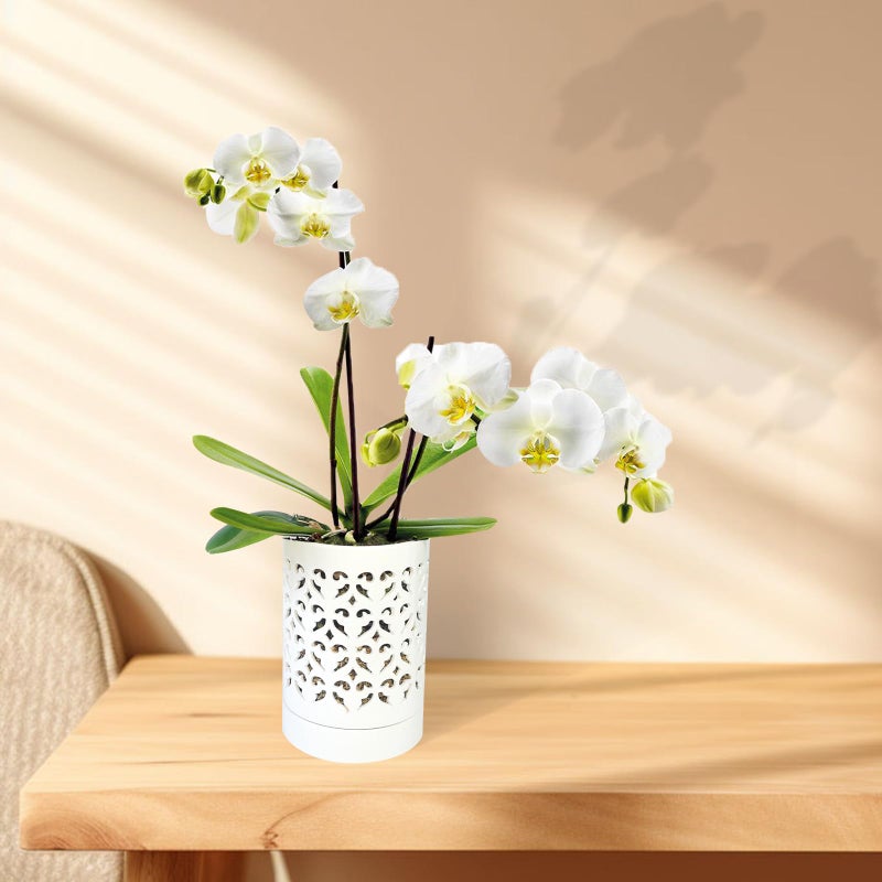 pavtner Orchid Pots with Holes,4 Inch Ceramic Orchid Pot for Repotting, Flower Planter Pot Indoor Outdoor, Breathable Slotted Orchids Planter White - Image 3