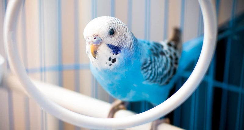 Parrots Wizard بذور طائر الببغاء - فوكستيل ميلت (كانغني)، طعام الطيور لجميع مراحل الحياة: الكناري، والحنش، والواكبيل، والبودجي، والطيور المحبة، والكاكاتيل، والببغاوات والباراكيت، 450 جرام - Image 4