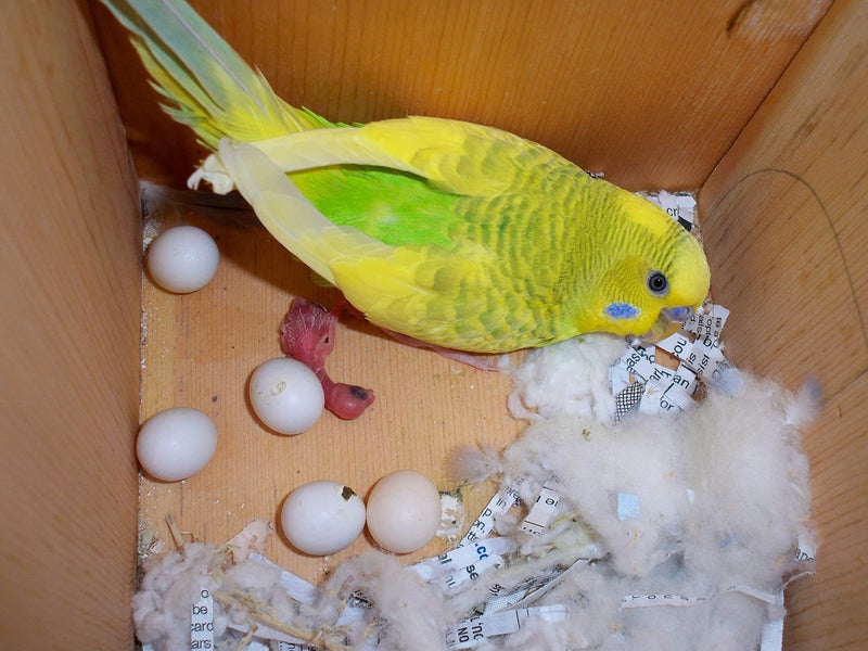 Parrots Wizard بذور طائر الببغاء - فوكستيل ميلت (كانغني)، طعام الطيور لجميع مراحل الحياة: الكناري، والحنش، والواكبيل، والبودجي، والطيور المحبة، والكاكاتيل، والببغاوات والباراكيت، 450 جرام - Image 2