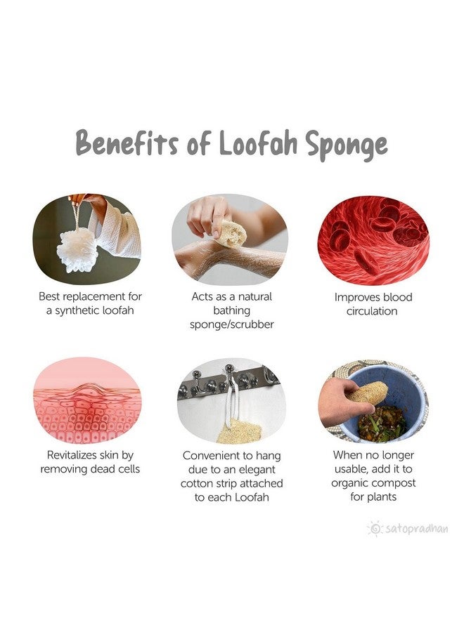 eVasavamba Natural Loofah Bath Scrub | Organic Ridge Gourd | Sun Dried Peerkangai Bath Scrub | Beerakaya | Hirekai | Soft and Gentle Body Scrubber, Soothing Body Exfoliater | Biodegradable and Eco-friendly Natural Scrubber | A++ Grade | Avg. Height: 7" - 12" | Avg. Width: 2.5" - 3", Pack of 4 - Image 5