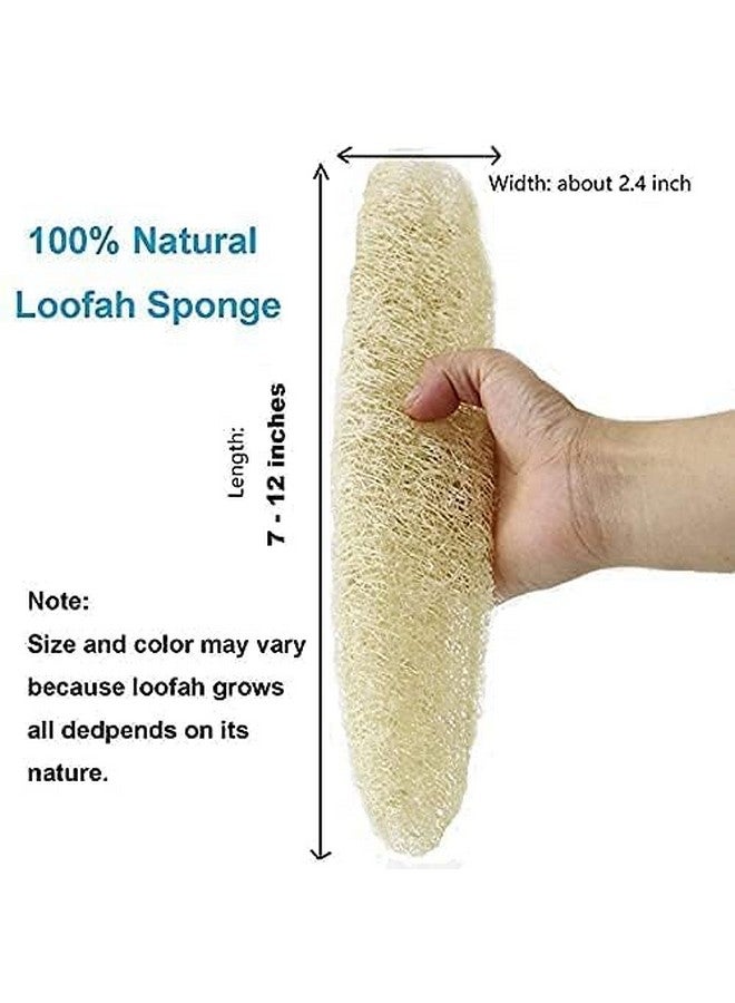 eVasavamba Natural Loofah Bath Scrub | Organic Ridge Gourd | Sun Dried Peerkangai Bath Scrub | Beerakaya | Hirekai | Soft and Gentle Body Scrubber, Soothing Body Exfoliater | Biodegradable and Eco-friendly Natural Scrubber | A++ Grade | Avg. Height: 7" - 12" | Avg. Width: 2.5" - 3", Pack of 4 - Image 2