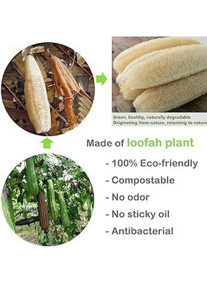 eVasavamba Natural Loofah Bath Scrub | Organic Ridge Gourd | Sun Dried Peerkangai Bath Scrub | Beerakaya | Hirekai | Soft and Gentle Body Scrubber, Soothing Body Exfoliater | Biodegradable and Eco-friendly Natural Scrubber | A++ Grade | Avg. Height: 7" - 12" | Avg. Width: 2.5" - 3", Pack of 4 - Image 4