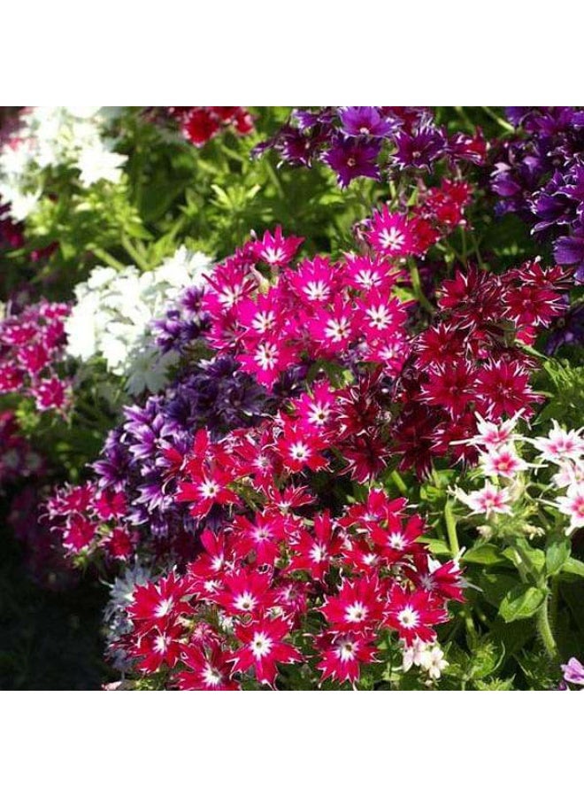 Phlox Twinkle Star Mixed Color Flower Seeds
