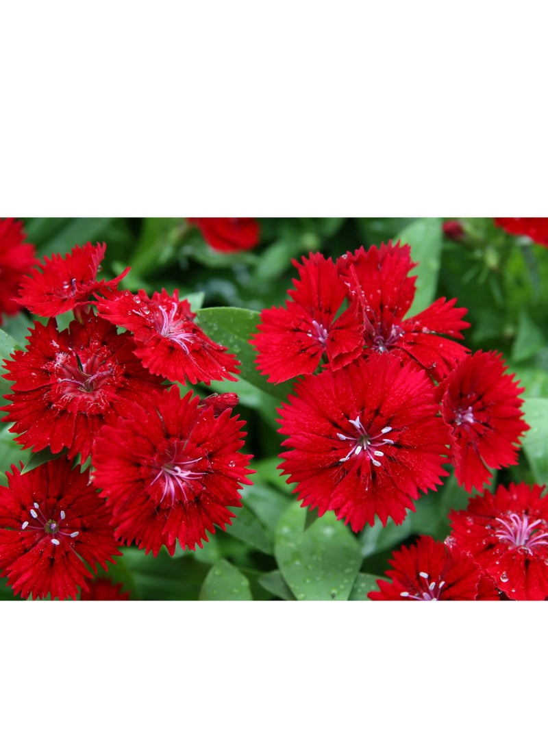 ڤسيل24 3 عبوات من بذور Dianthus Plumarius الأنيقة للحديقة من أجل أزهار مذهلة - Image 2