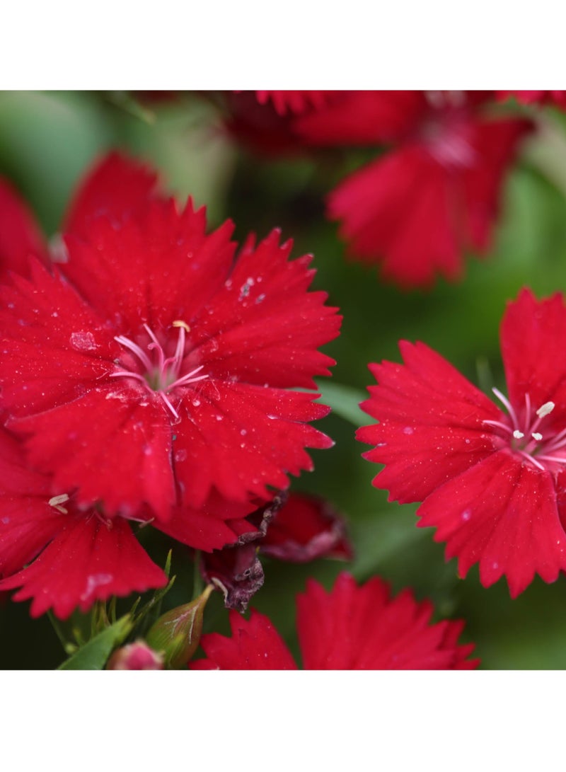 ڤسيل24 3 عبوات من بذور Dianthus Plumarius الأنيقة للحديقة من أجل أزهار مذهلة - Image 3