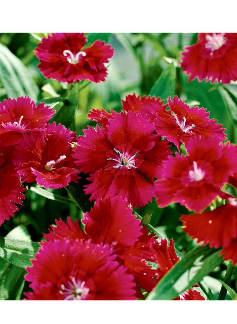 ڤسيل24 3 عبوات من بذور Dianthus Plumarius الأنيقة للحديقة من أجل أزهار مذهلة - Image 4