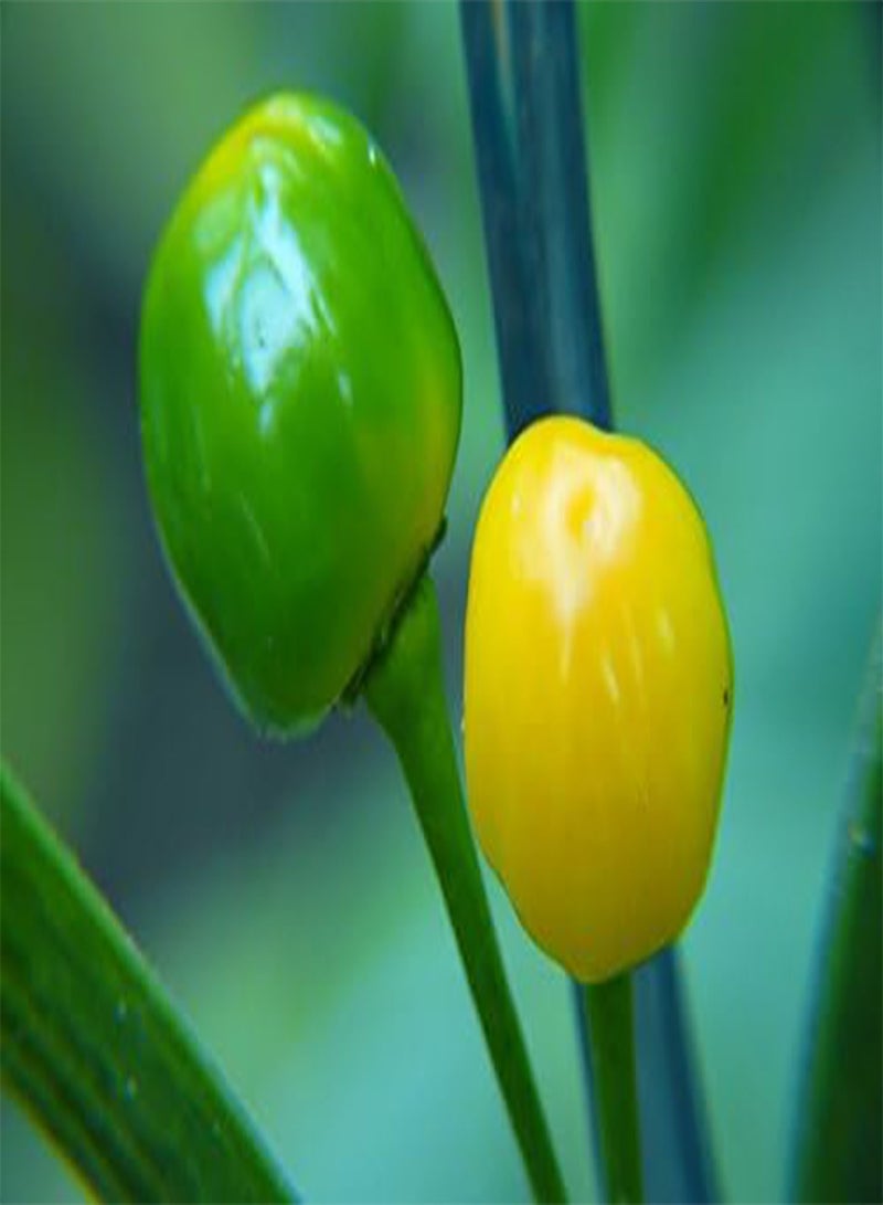 10 بذور أجي شارابيتا الساخنة، C frutescens، من منطقة الأمازون في بيرو ...