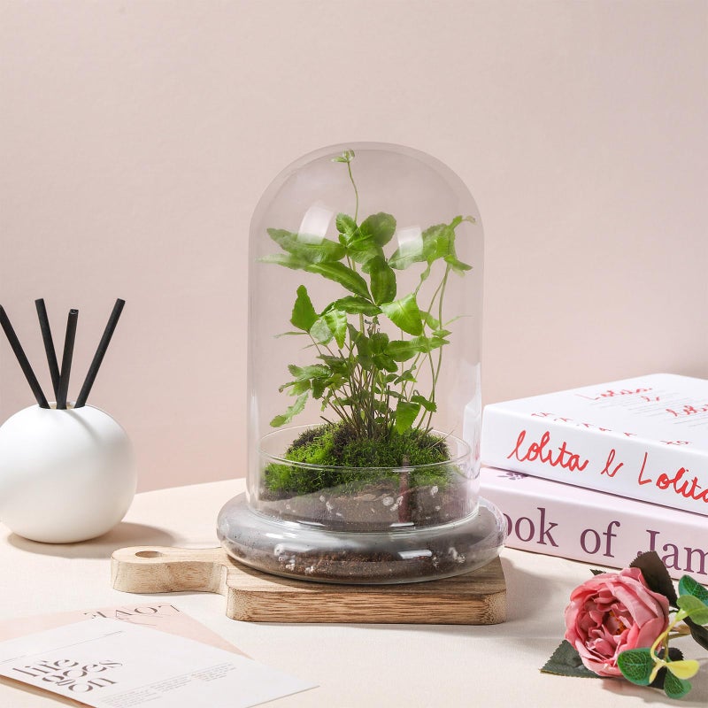 WHJY 8 inches Glass Cloche for Indoor Plants Small Terrarium Glass Cloche with Base Mini Cloche Dome with Base for Display Home Decor - Image 4
