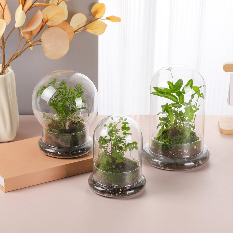 WHJY 8 inches Glass Cloche for Indoor Plants Small Terrarium Glass Cloche with Base Mini Cloche Dome with Base for Display Home Decor - Image 3