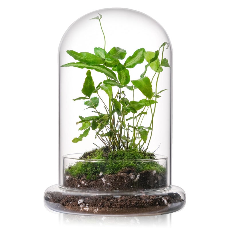 WHJY 8 inches Glass Cloche for Indoor Plants Small Terrarium Glass Cloche with Base Mini Cloche Dome with Base for Display Home Decor - Image 1