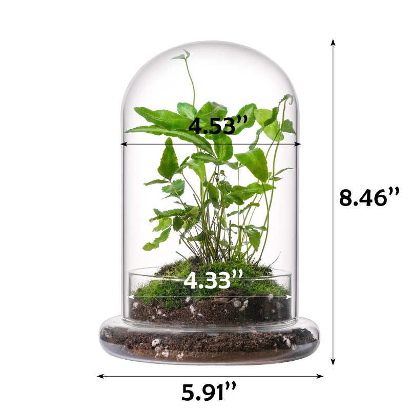 WHJY 8 inches Glass Cloche for Indoor Plants Small Terrarium Glass Cloche with Base Mini Cloche Dome with Base for Display Home Decor - Image 2