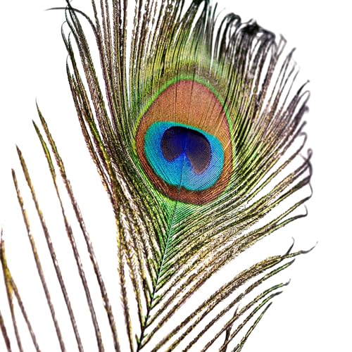 Piokio 50 pcs Peacock Feathers in Bulk 10-12 inch(25-30 cm) Bulk for DIY Craft, Craft Vase Wedding Home Party Christmas Day Decoration - Image 2