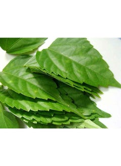 Foodherbs FoodHerbs Hibiscus leaf Powder (200 gms/0.44 lbs) pure for premature graying, hair fall, natural hair conditioner  - Image 3