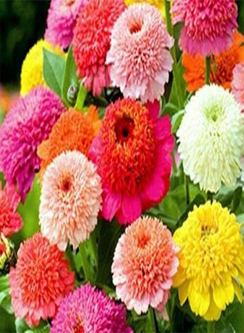 1200 بذور الزينية الجربوية المختلطة السنوية