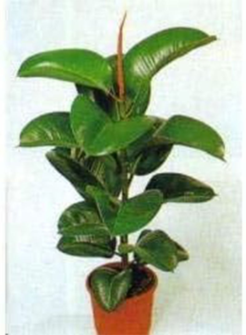 GGOOT 9 Seeds Ficus Elastica Rubber Tree (Rubber Plant) Easy-Care Houseplant - Image 2
