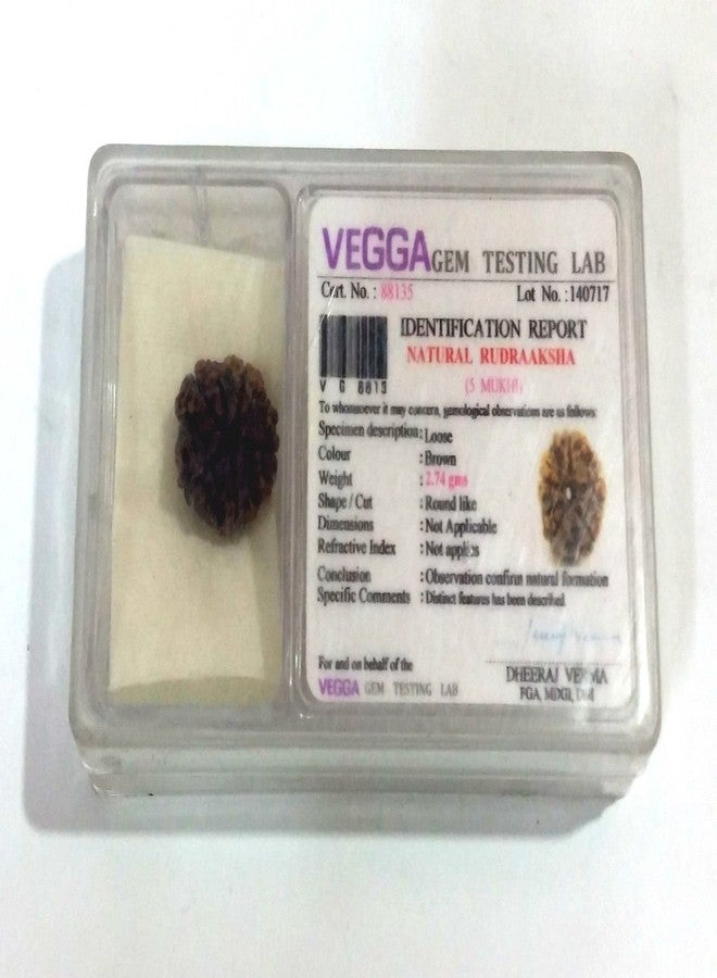 Astroghar 5 Mukhi Rudraksha 100% Natural AAA with Authenticity Certificate - Image 2
