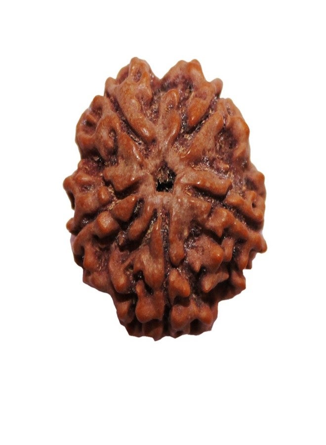 Astroghar 5 Mukhi Rudraksha 100% Natural AAA with Authenticity Certificate - Image 1