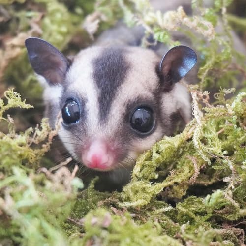 Begeterday 3.5oz Premium Sugar Glider Bedding, Ideal Sugar Glider Cage Accessories - Image 2