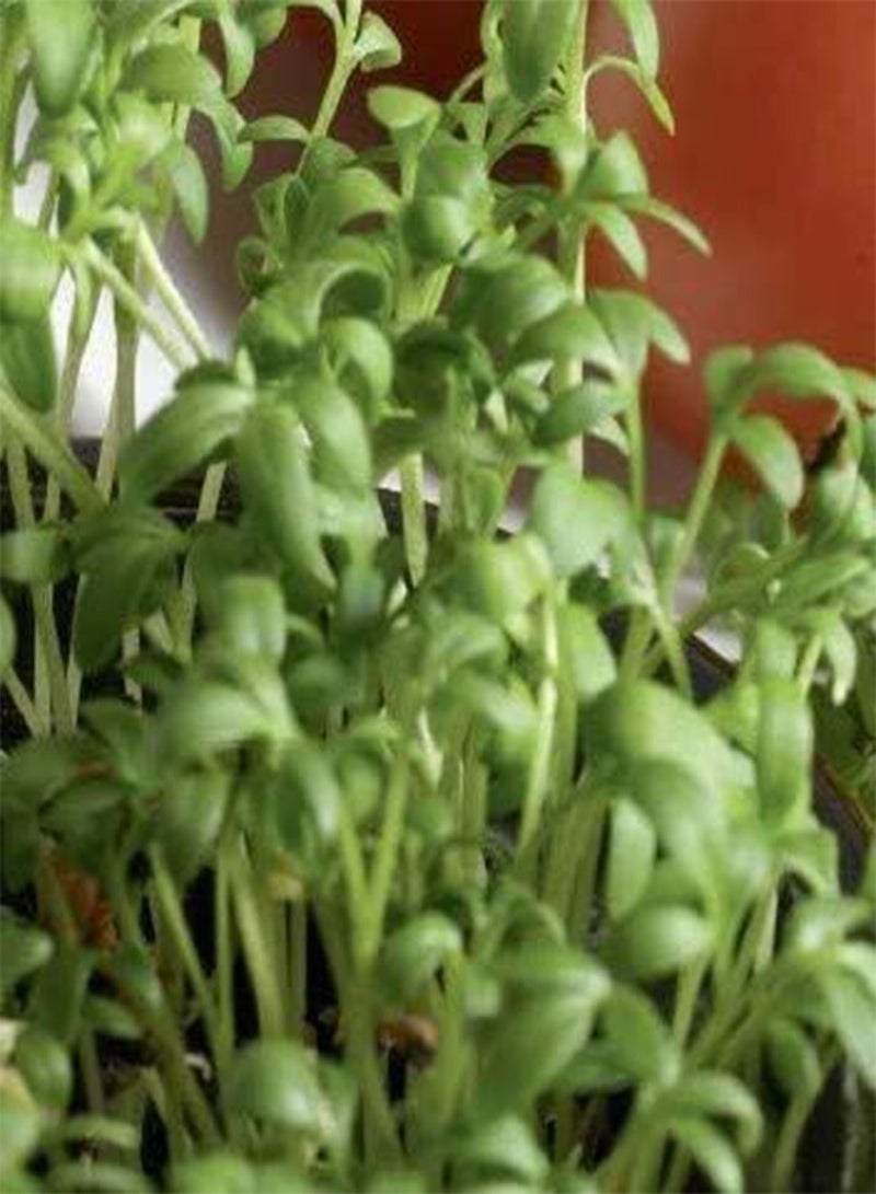 GGOOT Seeds of Vegetable Cress Curled