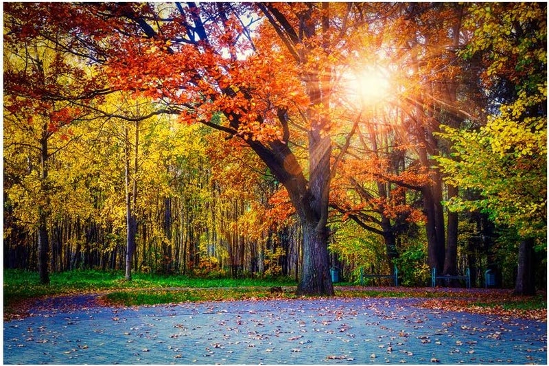 999Store Printed Sun Shining Through The Yellow Leaves Tree Painting Wall Art (Canvas_36X24 Inches_Multi) - Image 2