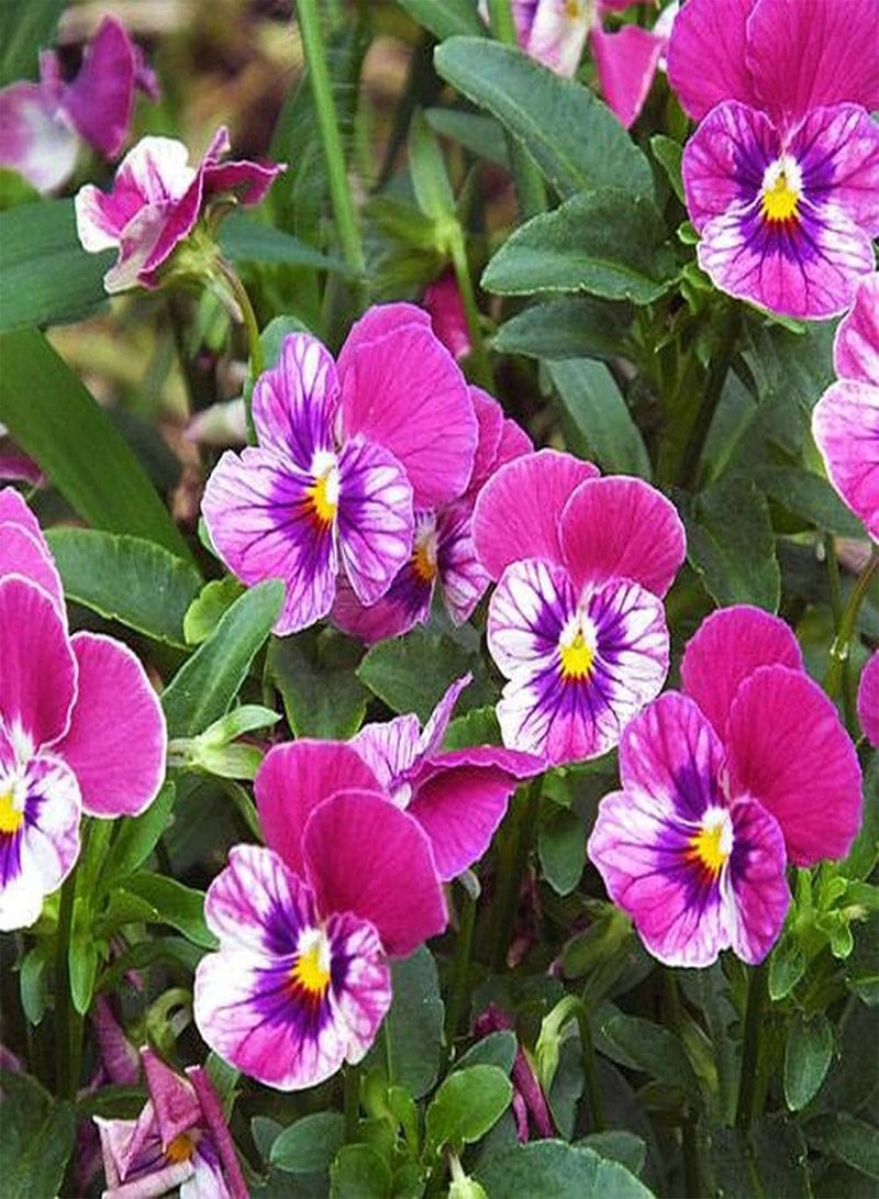 GGOOT 200pcs Pansy Seeds Pink Flowers for Courtyard Balcony Planting Easy to Maintain Has Good Ornamental Value and Economic Value - Image 1