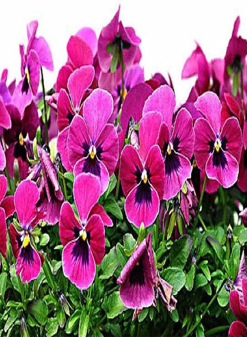 GGOOT 200pcs Pansy Seeds Pink Flowers for Courtyard Balcony Planting Easy to Maintain Has Good Ornamental Value and Economic Value - Image 2