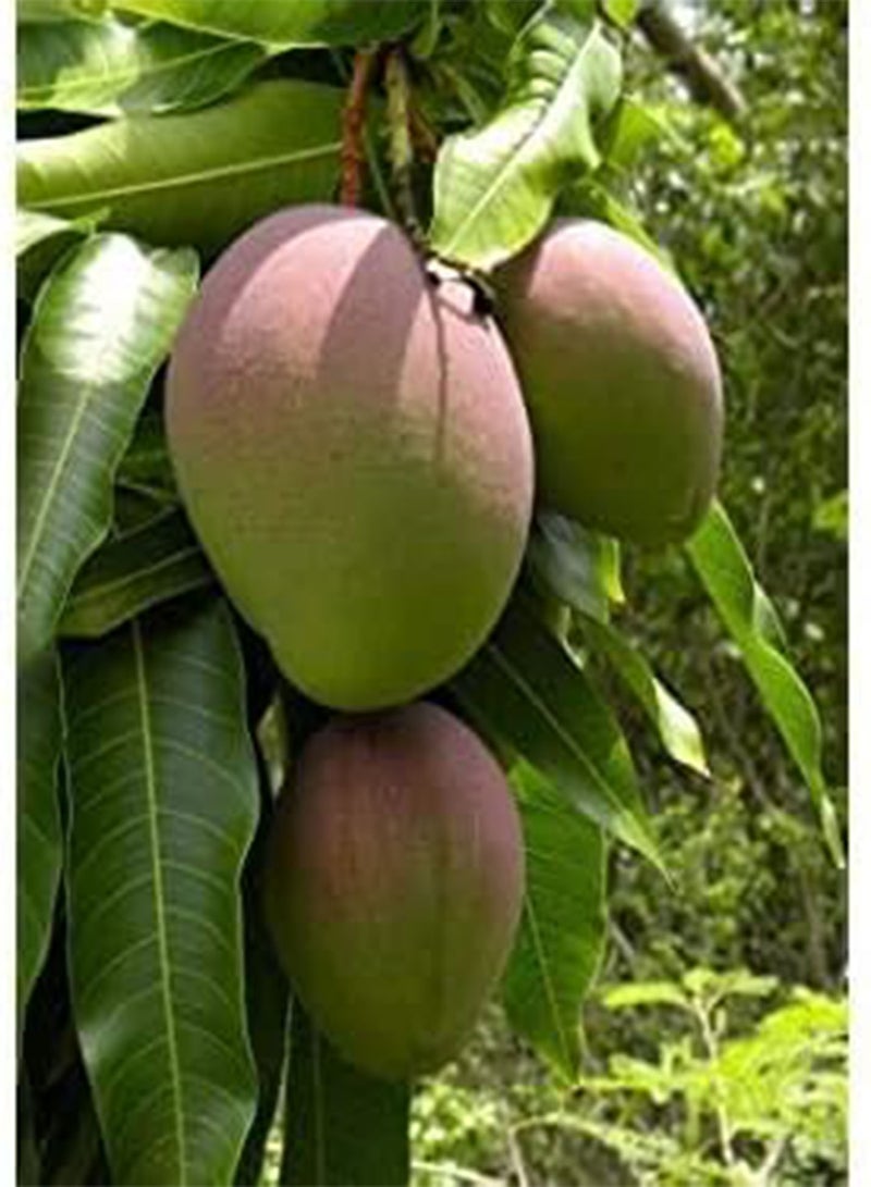 جي جوت بذرتان من فاكهة المانجو العملاقة - Image 1