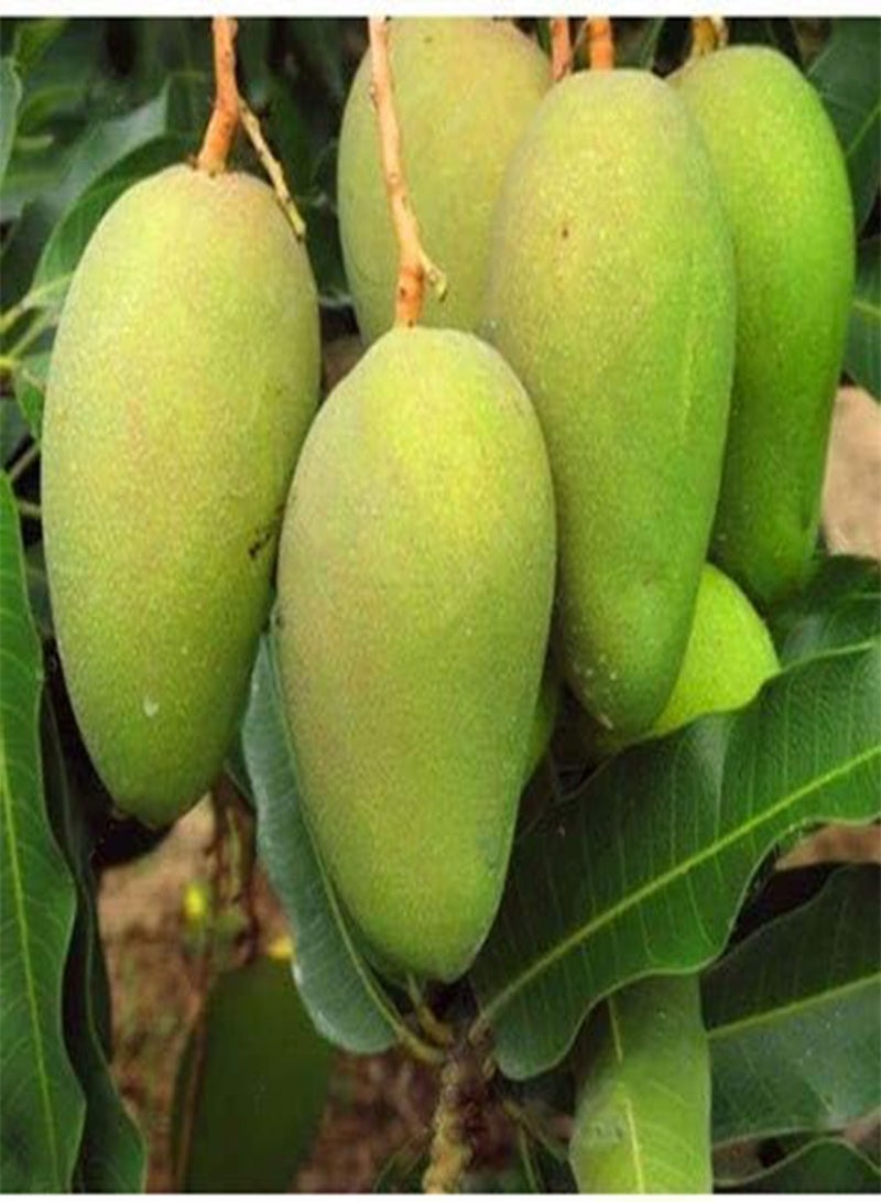 جي جوت بذرتان من فاكهة المانجو العملاقة - Image 3