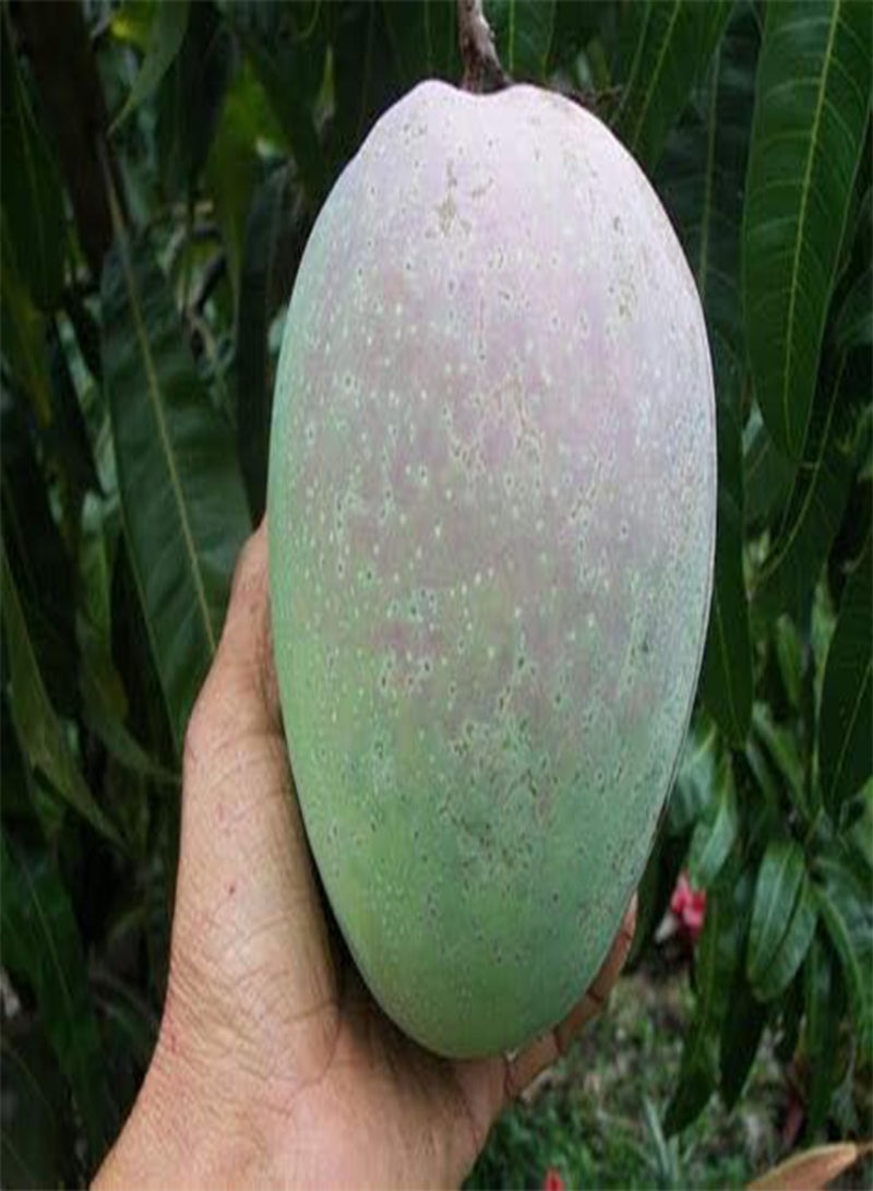 جي جوت بذرتان من فاكهة المانجو العملاقة - Image 2