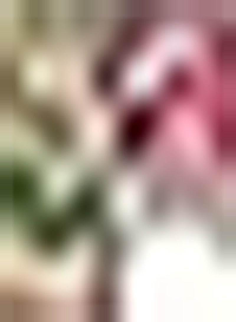 GGOOT Liquorice seeds 1 Packet Hardy Annual Easy to Grow Your Own Sun Loving Garden 1x Seed Packet by seeds