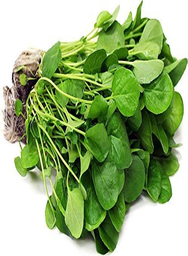 Nature Tea Watercress Herb - Dried Nasturtium officinale C/S 100% from Nature (4 oz) - Image 4