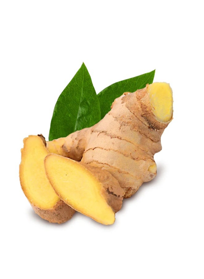 Nausea Relief, Ginger Gum, 24 Pieces
