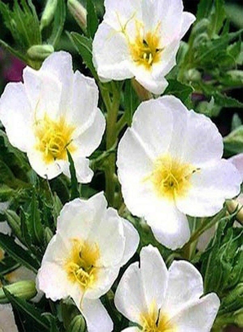 جي جوت زهرة الربيع المسائية البيضاء (Oenothera Pallida) - 200 بذرة - Image 1
