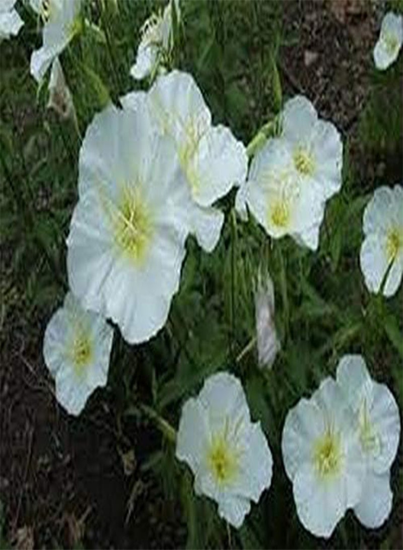 جي جوت زهرة الربيع المسائية البيضاء (Oenothera Pallida) - 200 بذرة - Image 2