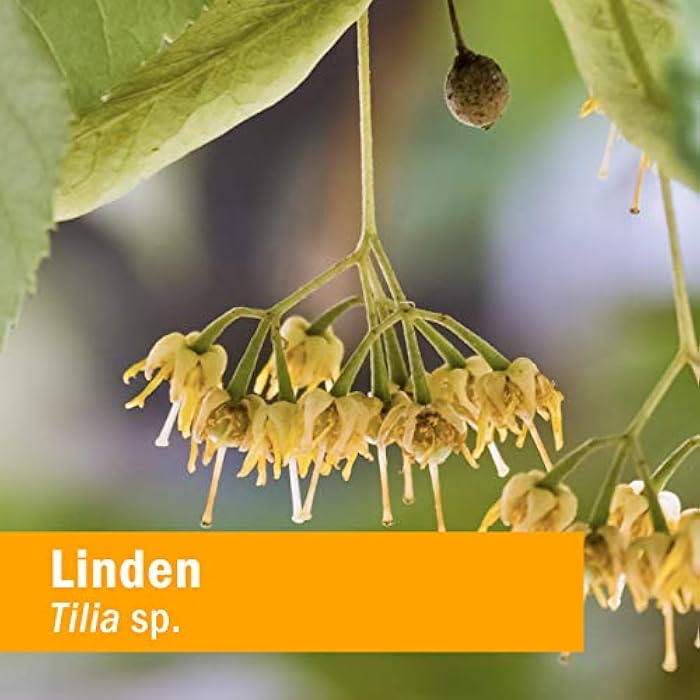 Herb Pharm Linden Liquid Extract for Cardiovascular and Circulatory Support - 1 Ounce - Image 2